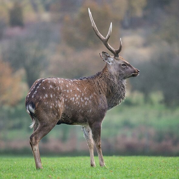Sika