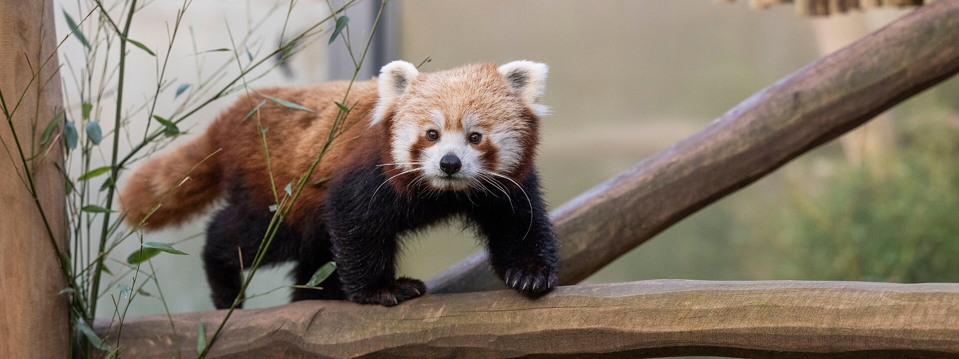 Red Panda