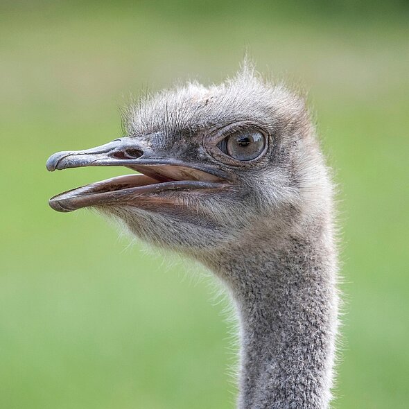 Ostrich