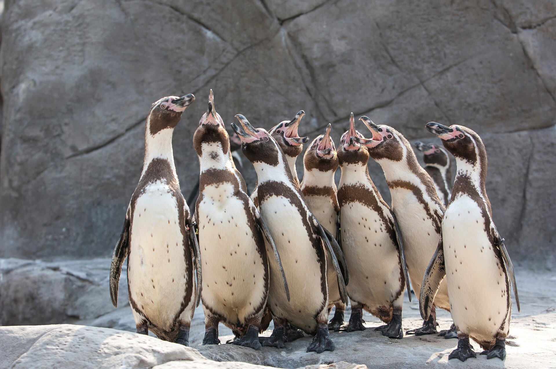 Humboldt Penguins