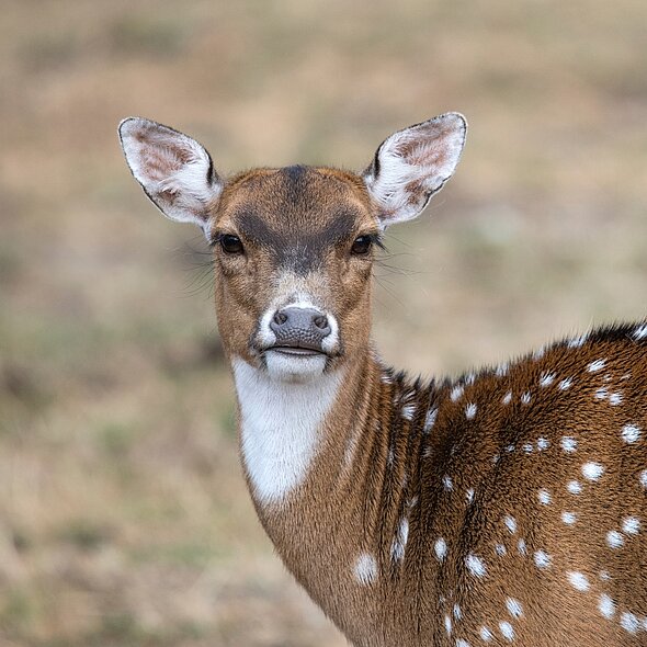 Axis Deer