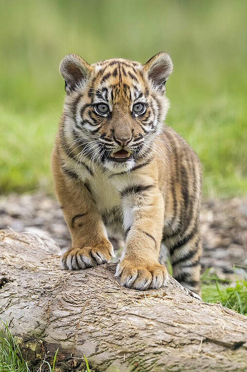 young tiger resting in grassy habitat at West Midlands Safari Park