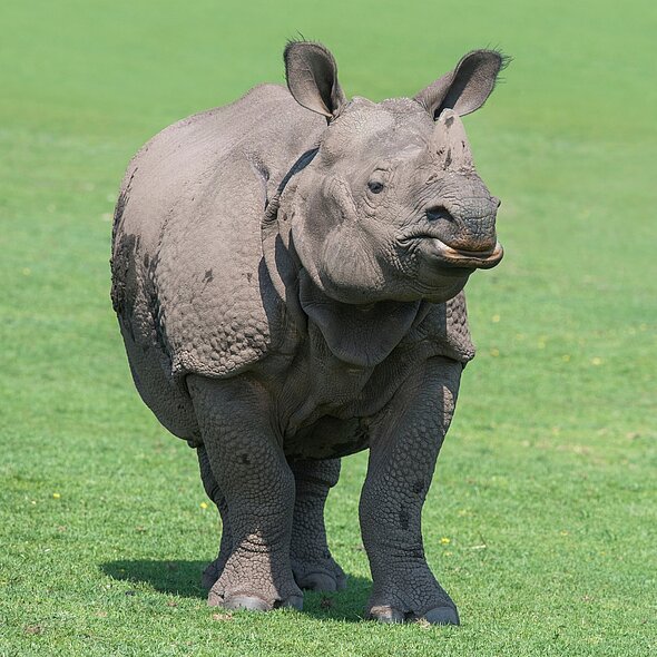 Rhino