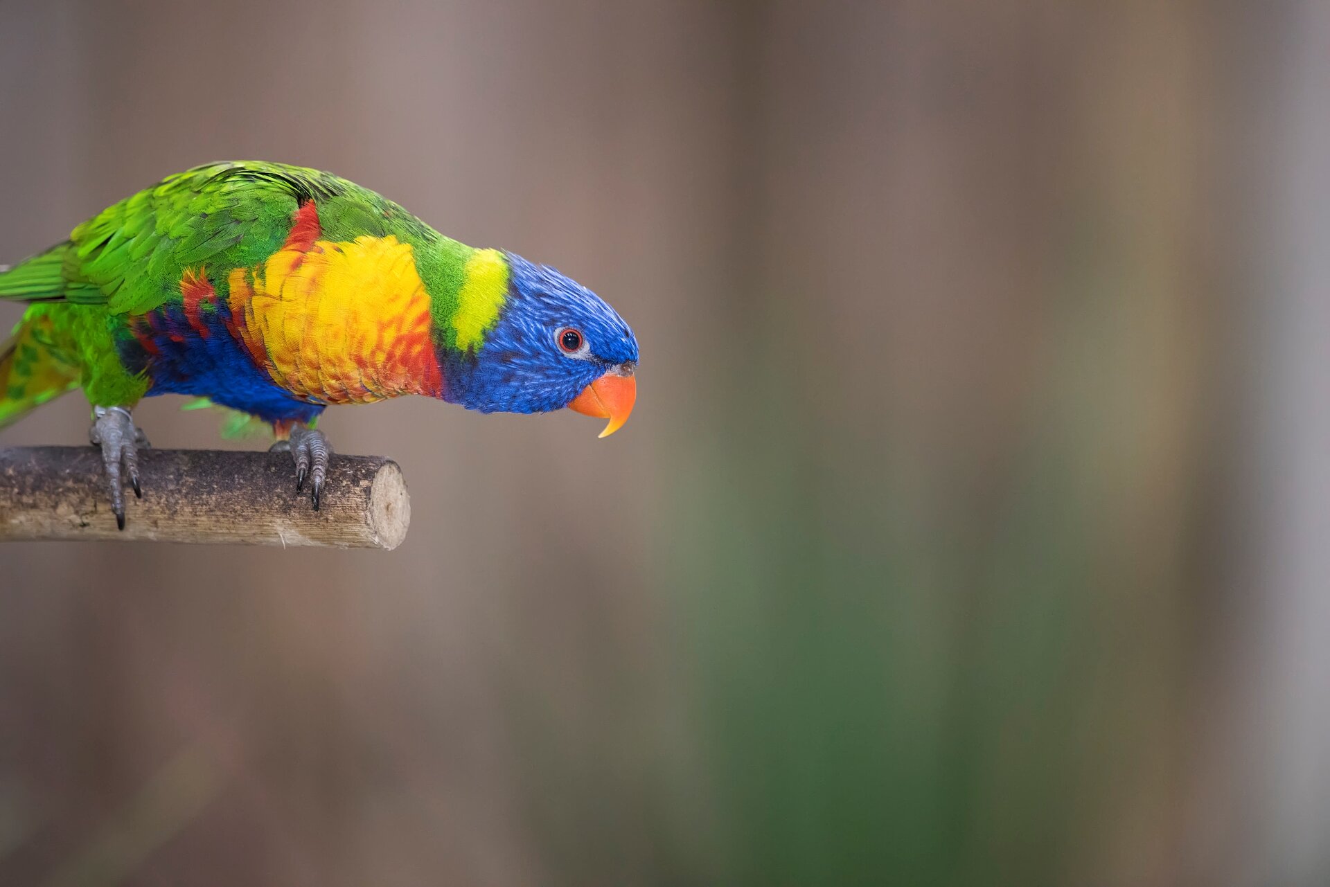 Rainbow Lorikeet