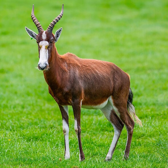 Blesbok