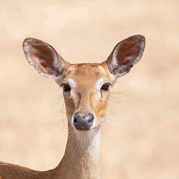 Deer