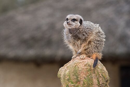 Meerkat