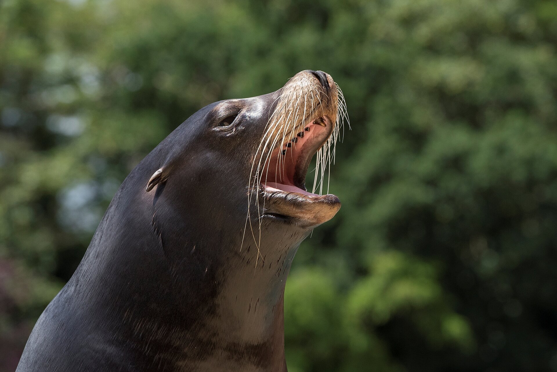 California Sea Lion