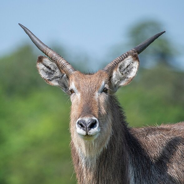 Water Buck