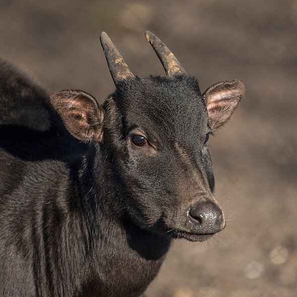 Anoa