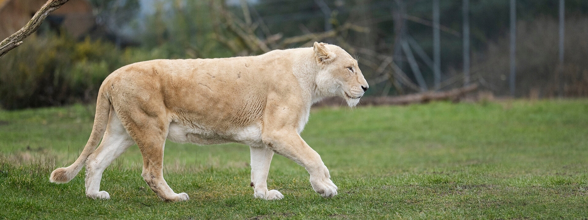 African White Lion