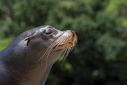 California Sea Lion