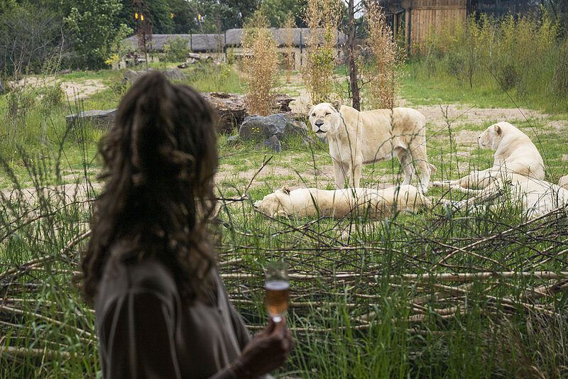 White Lion Safari Lodges