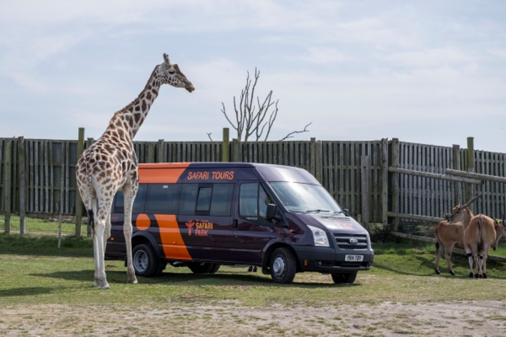 giraffe standing next to VIP guided tour mini bus at West Midlands Safari Park