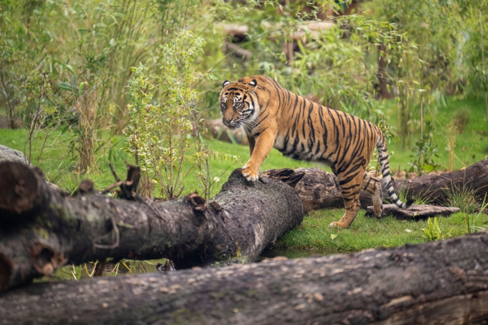 child looking at a tiger through glass window on the grass at West Midlands Safari Park