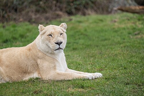 African White Lion