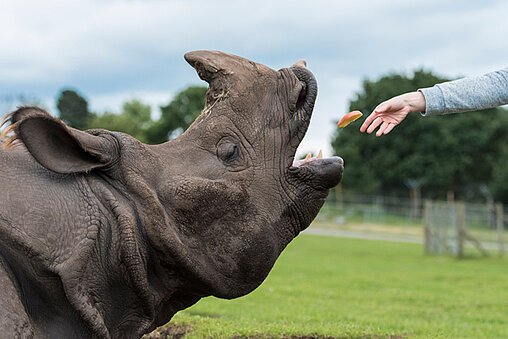 lion eating meat during Carnivore Keeper VIP Experience at West Midlands Safari Park