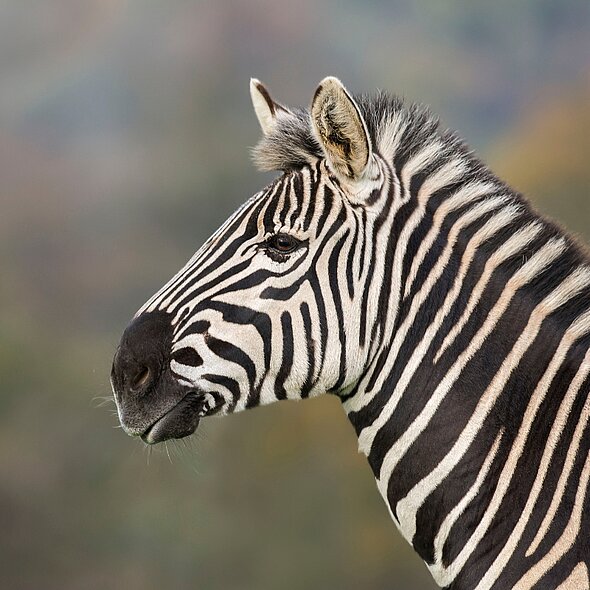 Plains Zebra
