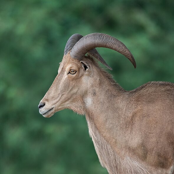Barbary