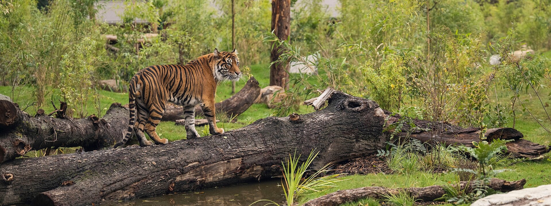 Sumatran Tigers