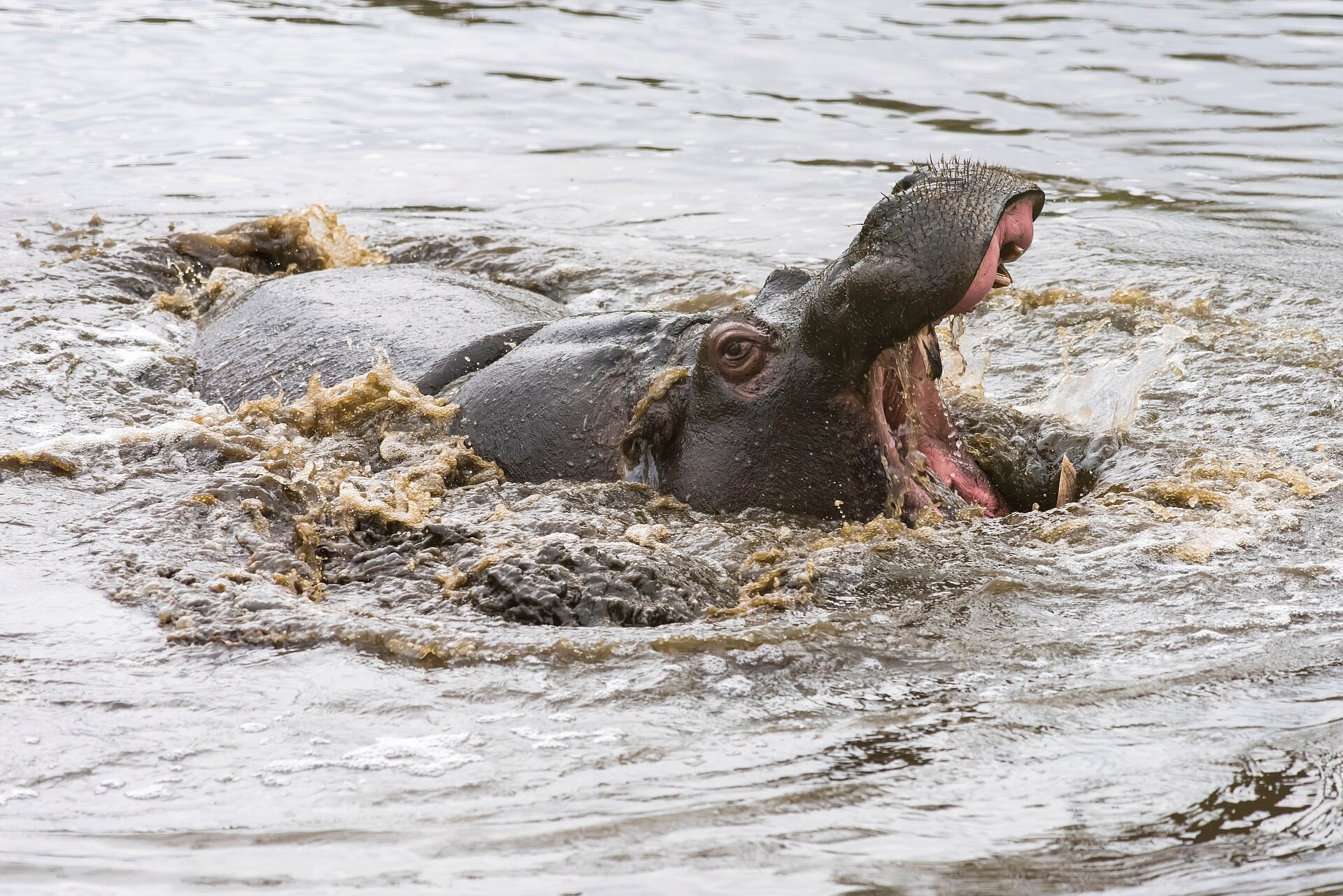 Common Hippo