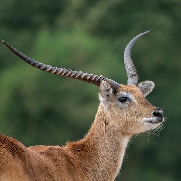 Lechwe