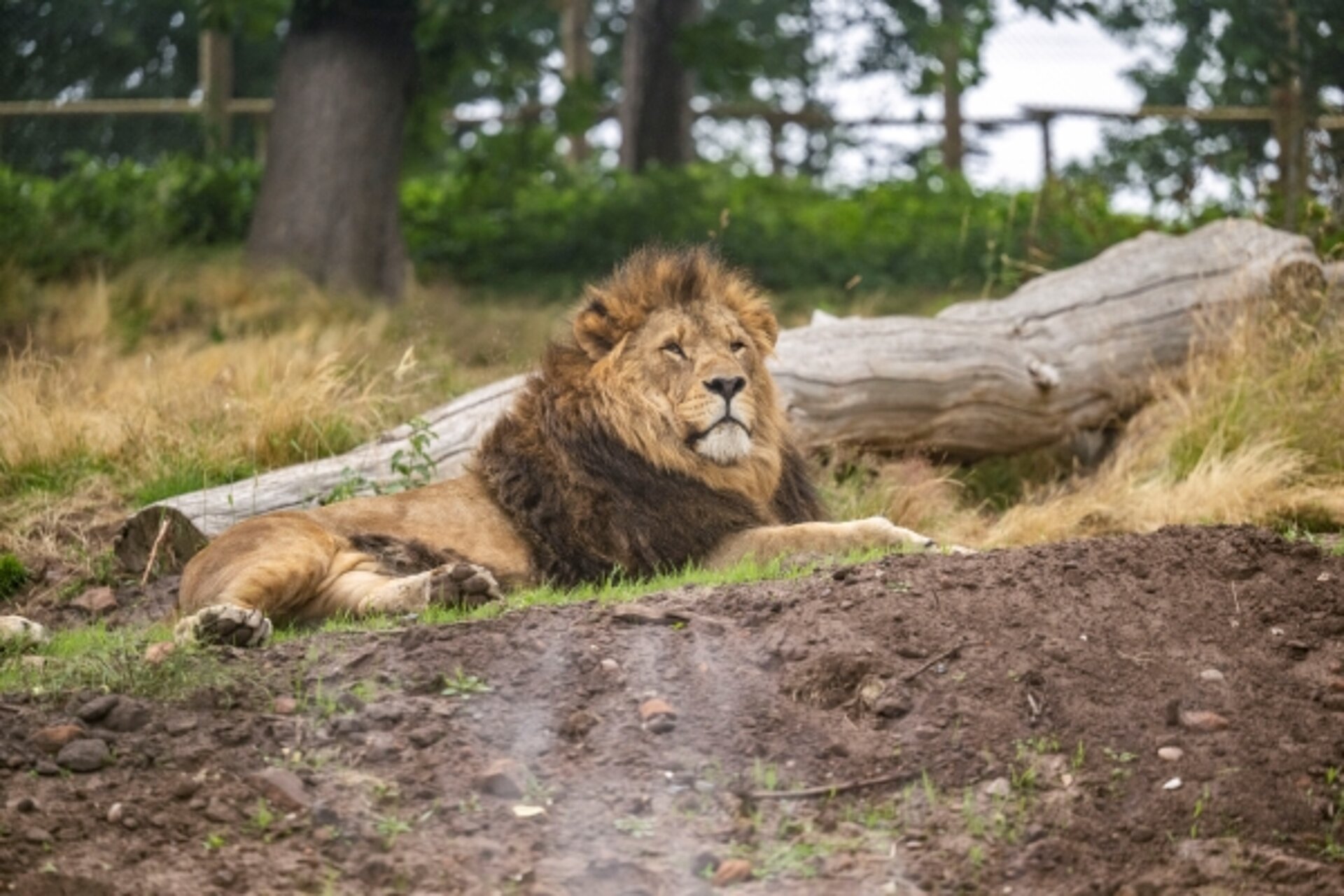girl looking at a lion through glass at West Midlands Safari Park