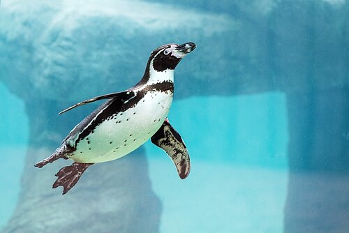 Humboldt Penguins
