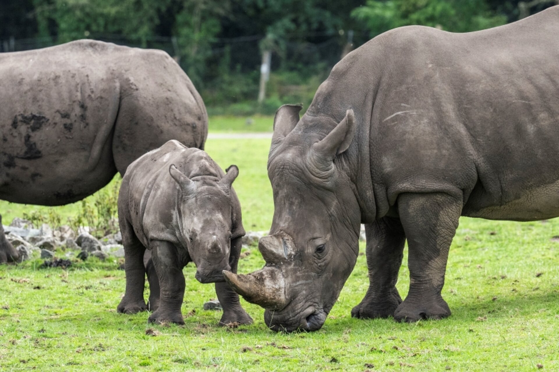 rhinos in their habitat at West Midlands Safari Park