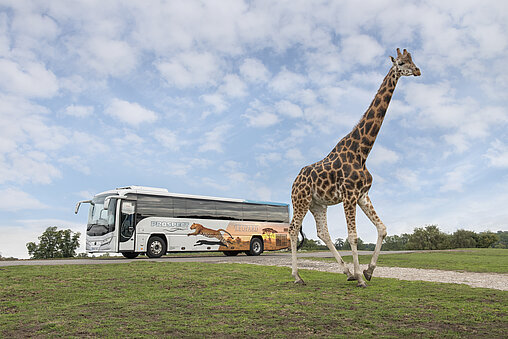 Giraffe standing on green grass with a safari coach in the background at West Midlands Safari Park, capturing a typical drive-through wildlife scene