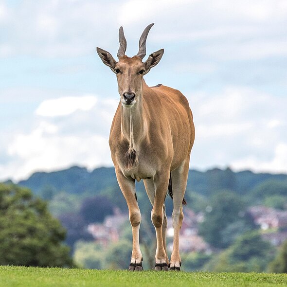 Eland