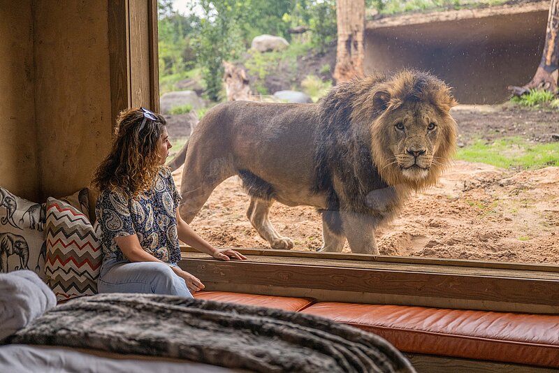 Lion Safari Lodges