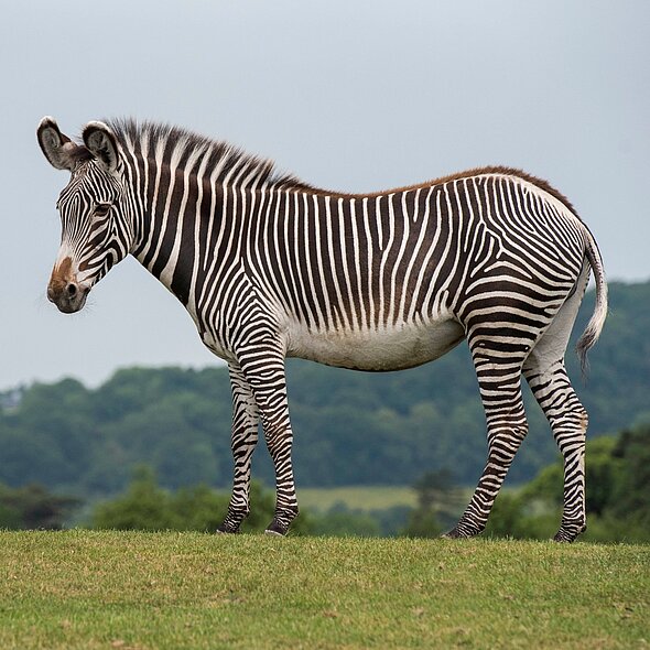 Zebra