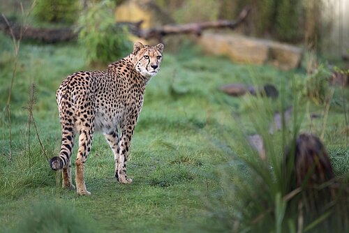 Southern Cheetah