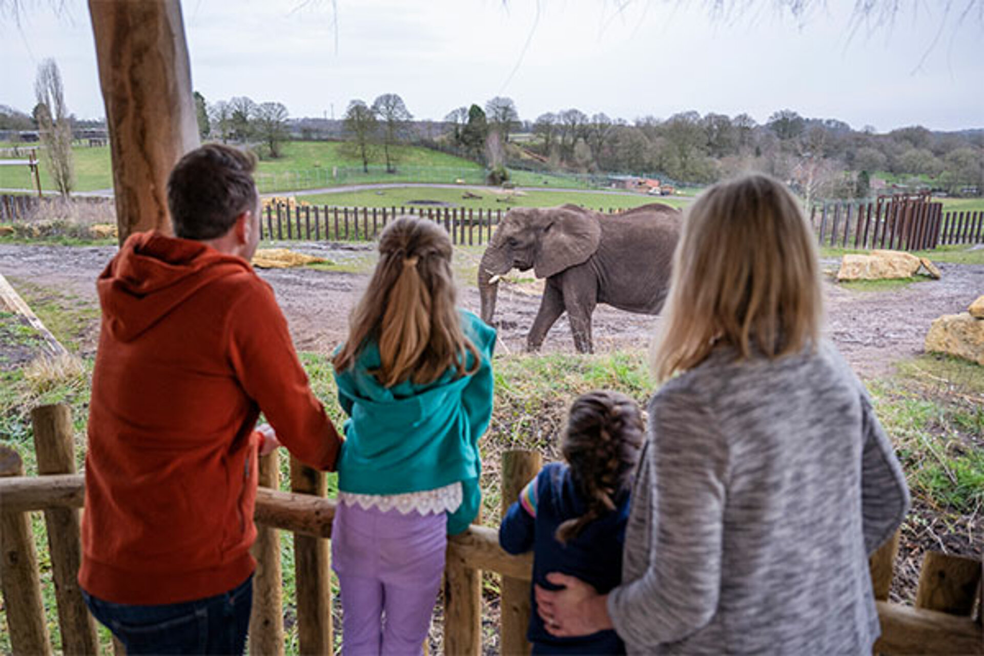 rhinos in their habitat at West Midlands Safari Park