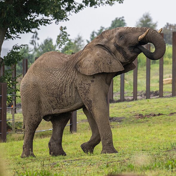Elephant