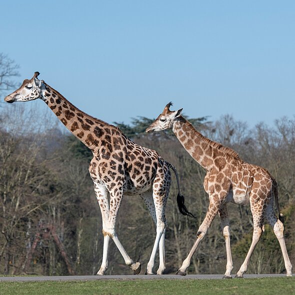Giraffe