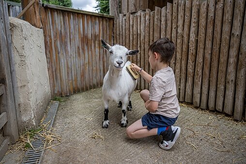 child interacting with lorikeets during VIP Experience at West Midlands Safari Park