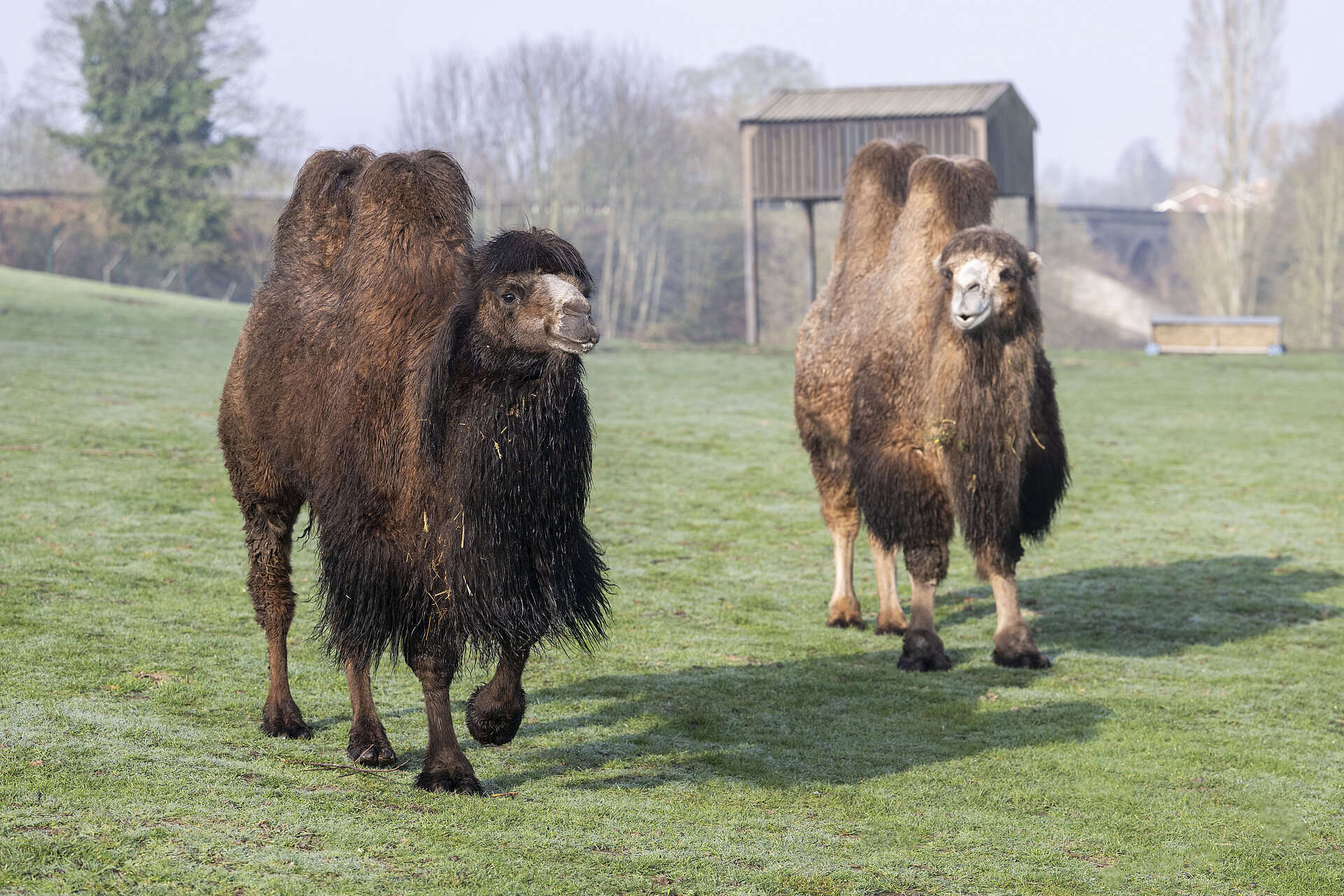 two camels on the safari drive at West Midlands Safari Park