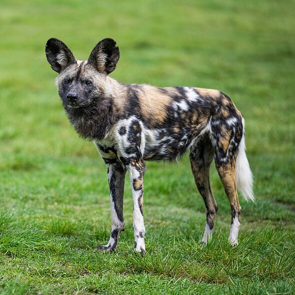 Wild Dog