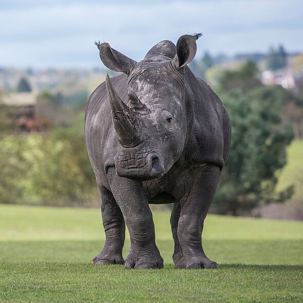 Rhino