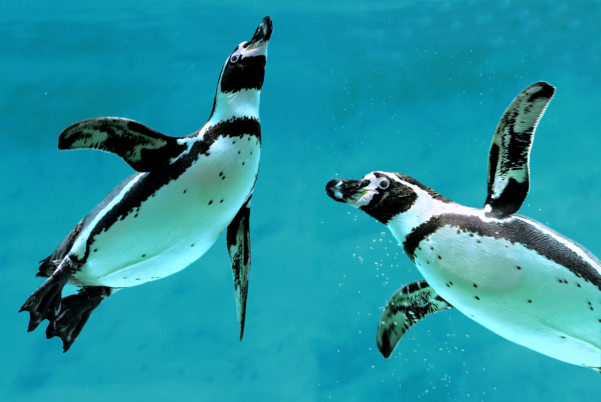 two penguins swimming in their habitat at West Midlands Safari Park