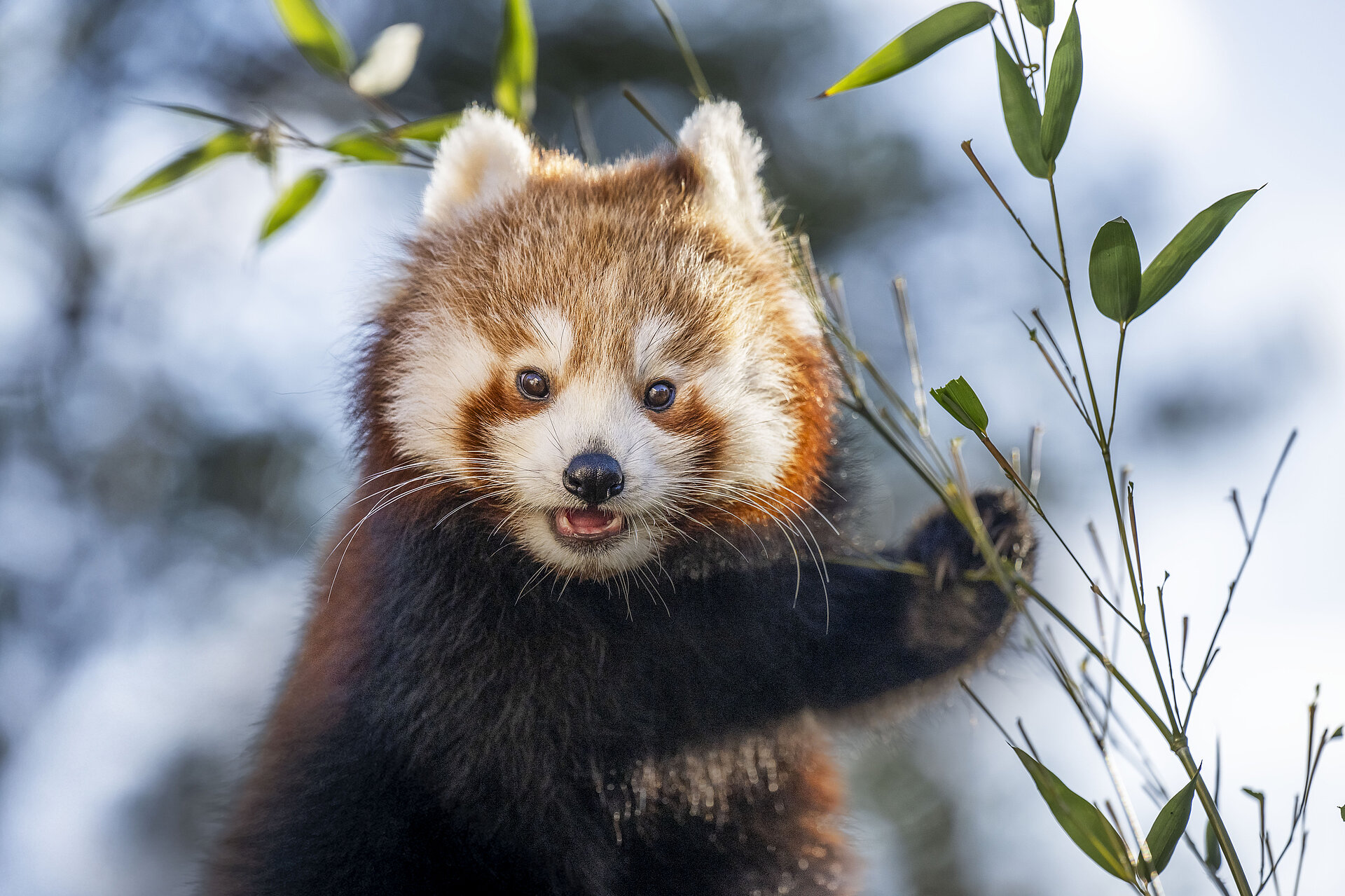 red panda in its natural forest habitat