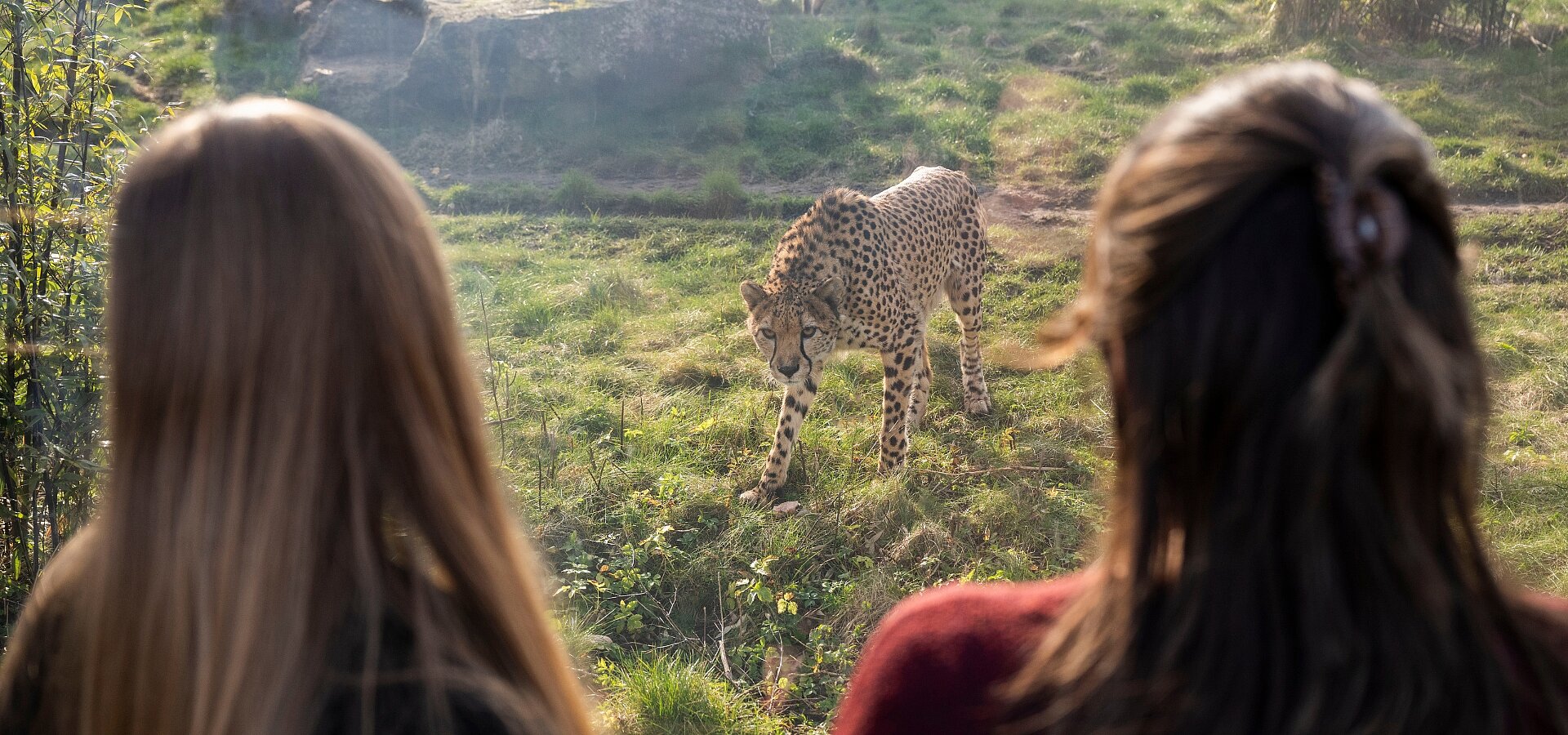 Southern Cheetah
