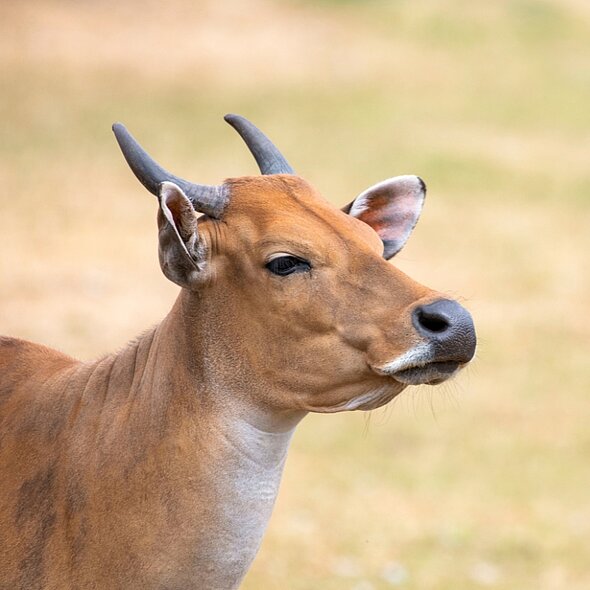 Banteng