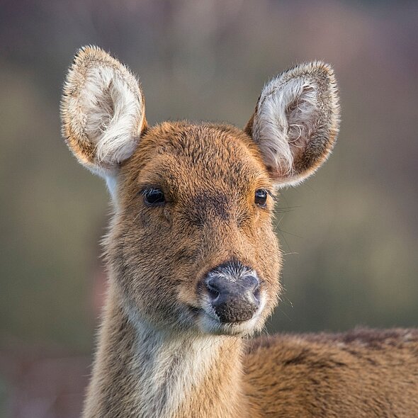 Barasingha