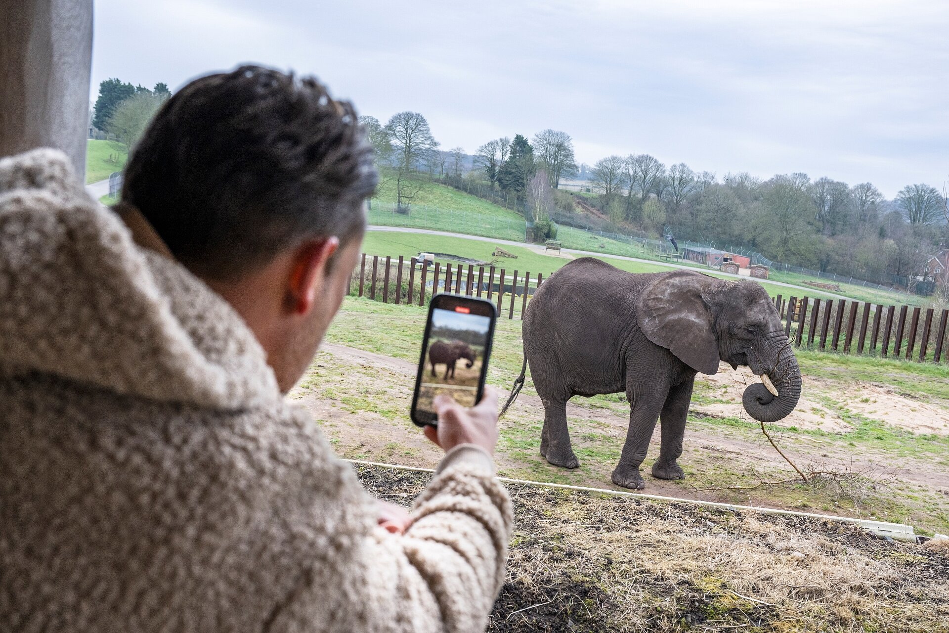 African Savanna Elephant