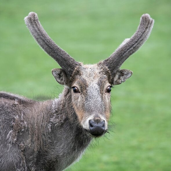 Pere David