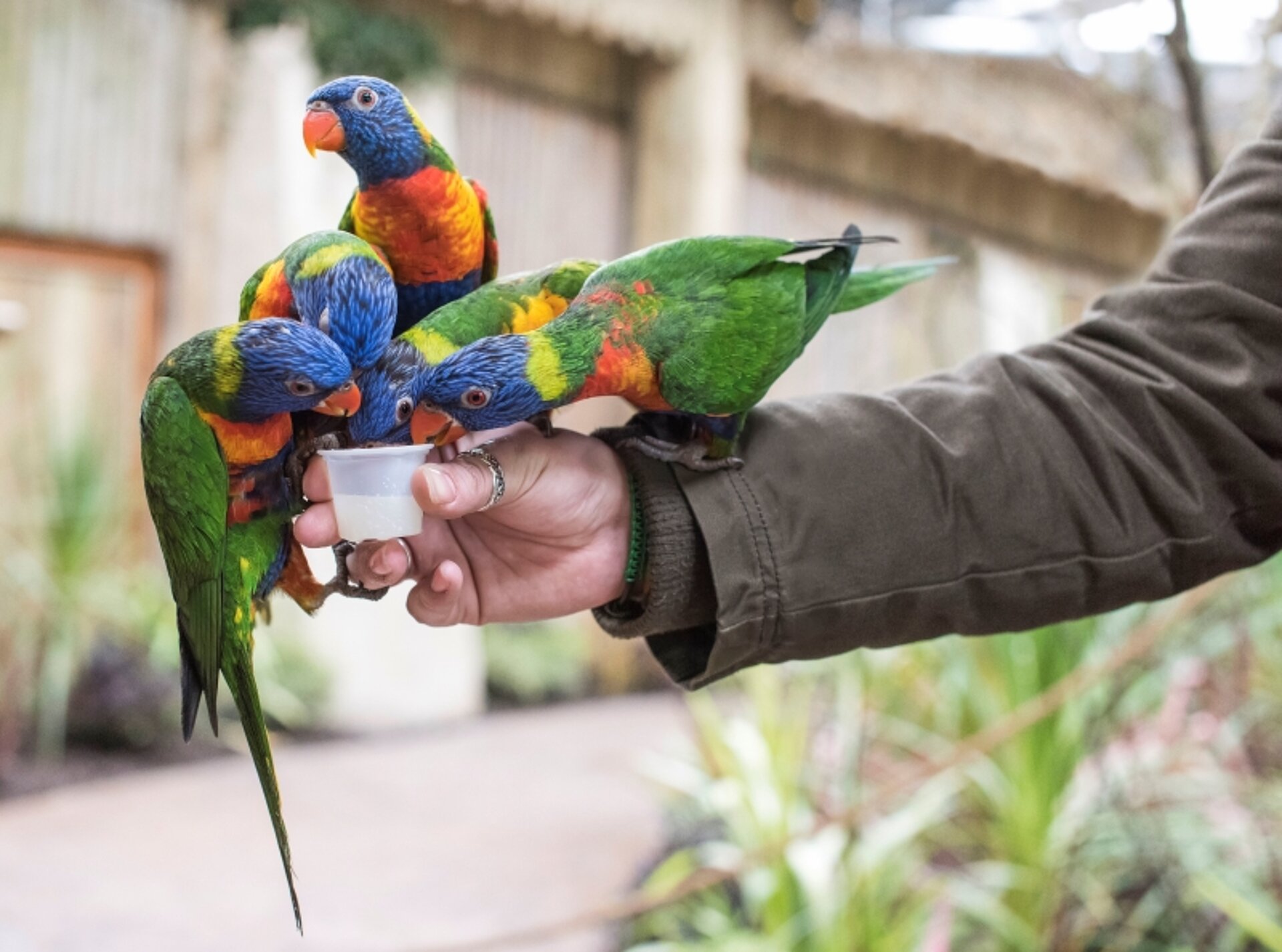 lorikeets in their habitat at West Midlands Safari Park