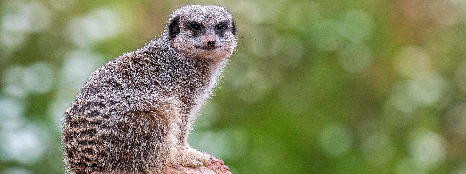 Meerkat